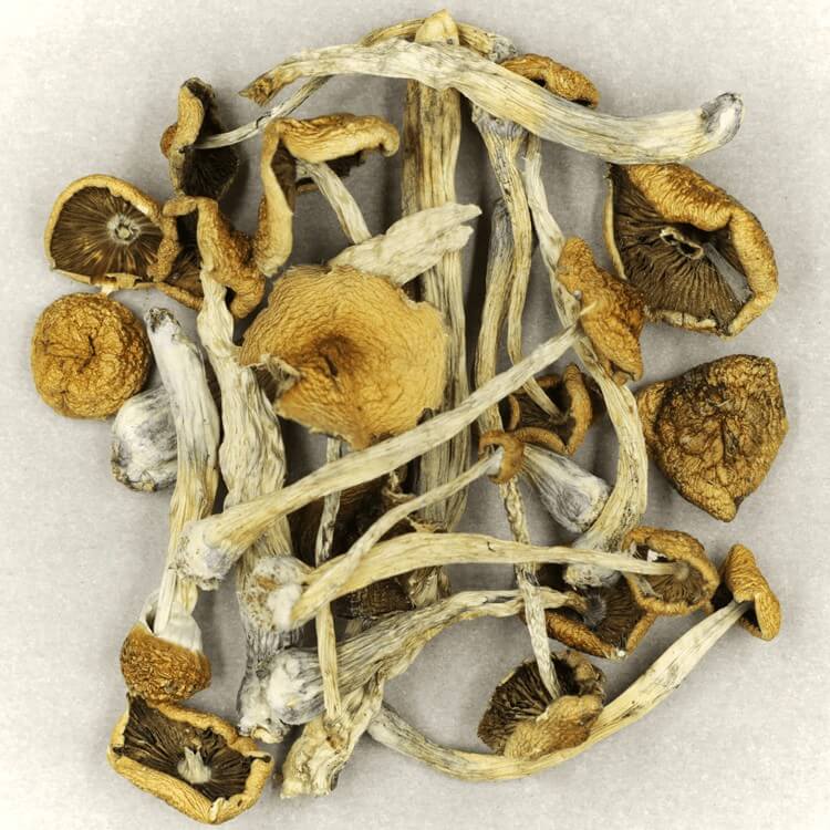  | Shrooms For Sale Canada