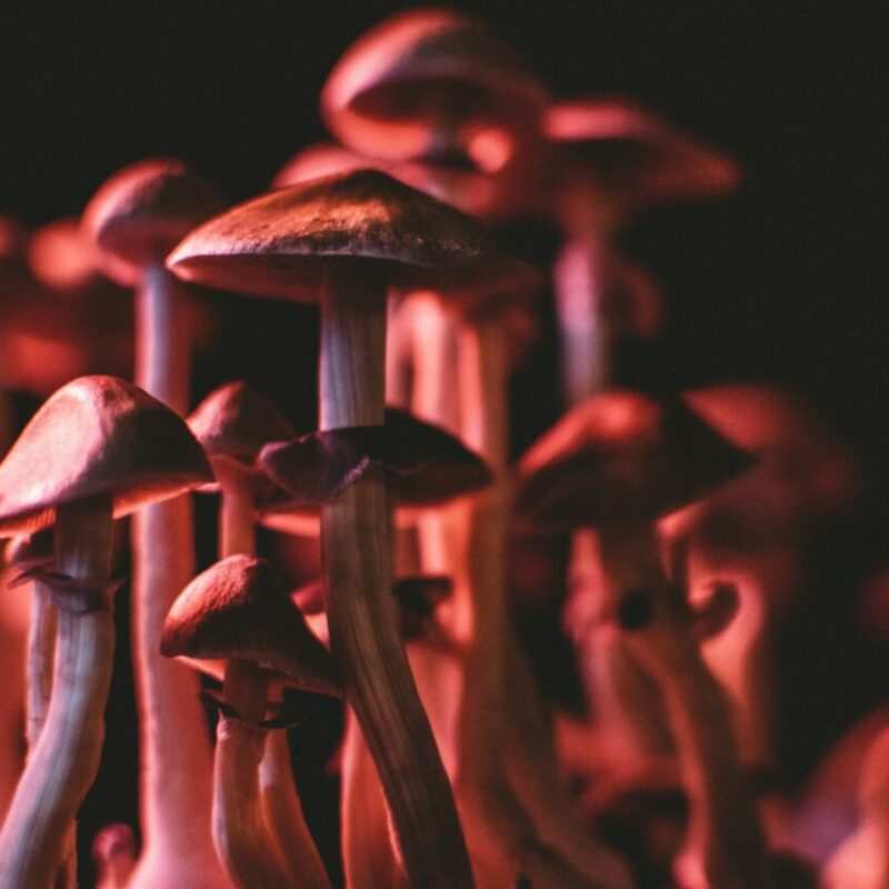  | Shrooms For Sale Canada