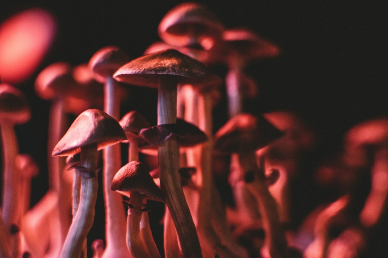 Navigating the Online Purchase of Psychedelics Safely and Avoiding Fraudulent Practices